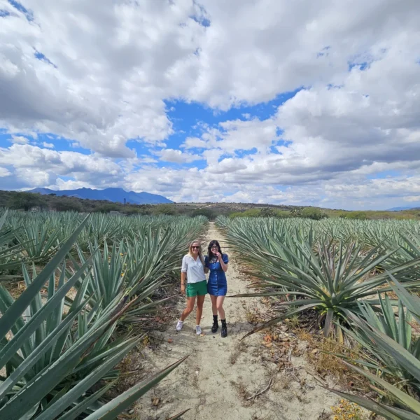 Two travelers among rows of blue agave in the maguey fields on an Oaxaca mezcal tour by Mexico Foodie Tours