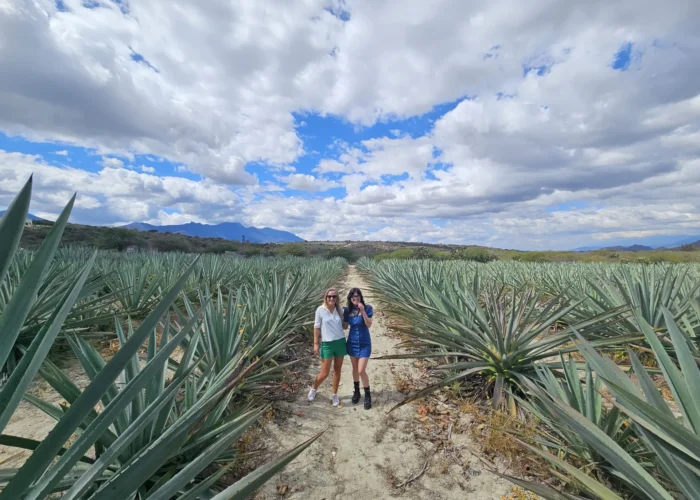 Two travelers among rows of blue agave in the maguey fields on an Oaxaca mezcal tour by Mexico Foodie Tours