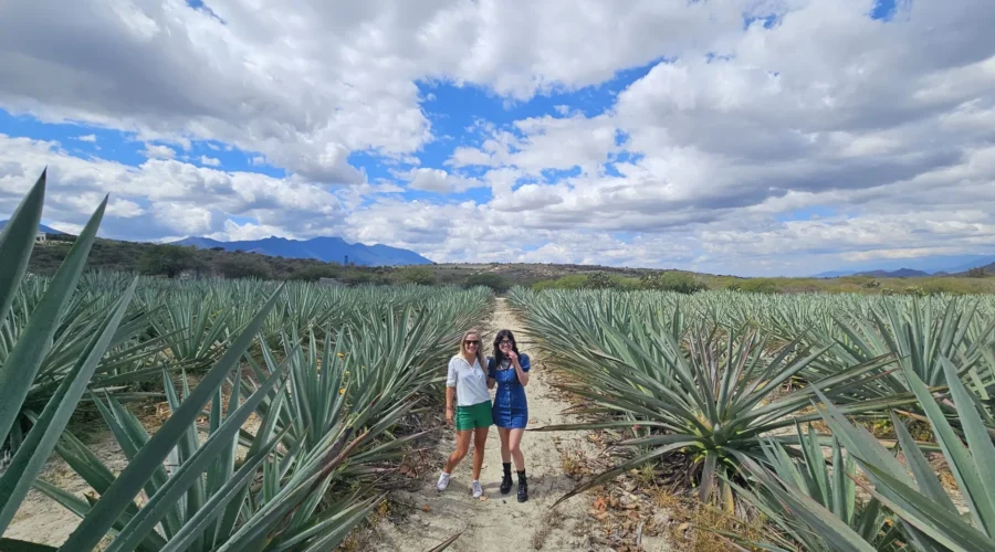 oaxaca-mezcal-tour-agave-maguey-fields-mexico-foodie-tours Two travelers among rows of blue agave in the maguey fields on an Oaxaca mezcal tour by Mexico Foodie Tours