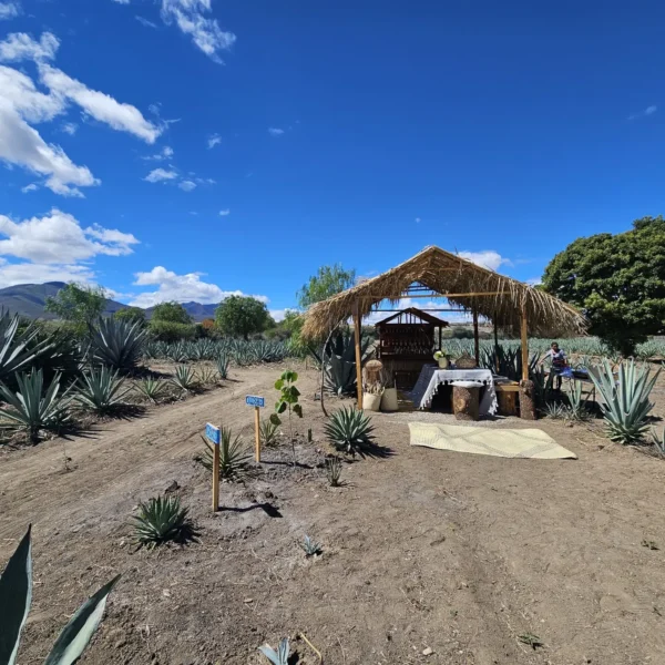 Palapa mezcal tasting setup among rows of agave in the maguey fields on a Mexico Foodie Tours Oaxaca mezcal tour