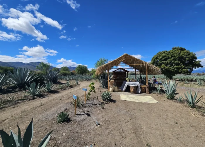 Palapa mezcal tasting setup among rows of agave in the maguey fields on a Mexico Foodie Tours Oaxaca mezcal tour