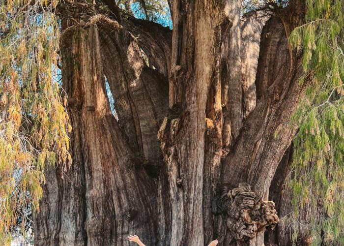 A woman in front of the giant Tule Tree in a Oaxaca tour by Mexico Foodie Tours