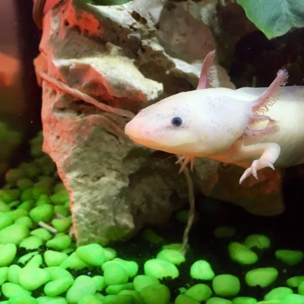 White axolotl swimming in its aquatic habitat during the Xochimilco Tour by Mexico Foodie Tours, an endemic species emblematic of the Xochimilco canals.